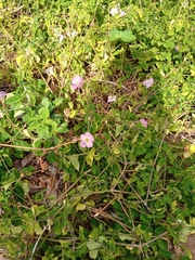 Magnoliopsida