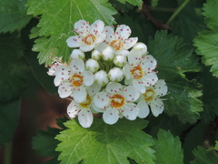 Physocarpus monogynus