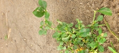 Alternanthera