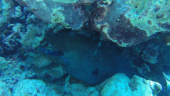 Gymnothorax javanicus