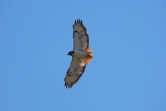 Buteo augur