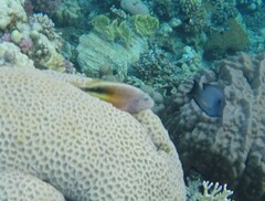 Paracirrhites forsteri