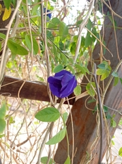 Fabaceae