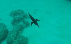 Gomphosus klunzingeri