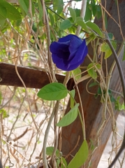 Fabaceae