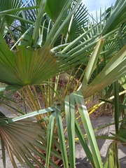 Copernicia prunifera