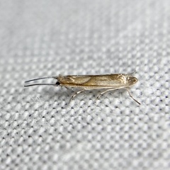 Roeslerstammiidae