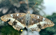 Cymothoe alcimeda alcimeda