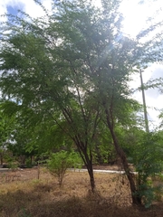 Prosopis
