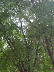 Prosopis