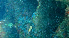 Canthigaster capistrata