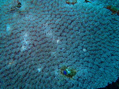 Galaxea fascicularis