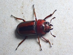 Lucanidae