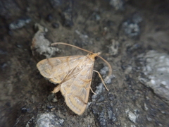 Daulia afralis
