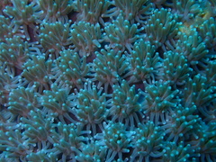 Galaxea fascicularis