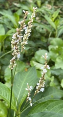Persicaria hydropiperoides