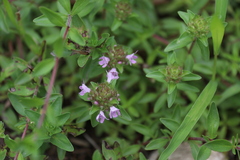 Thymus quinquecostatus