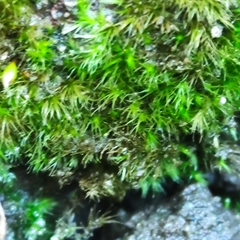 Rhynchostegiella tenella