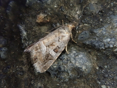 Protodeltote wiscotti