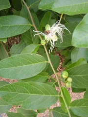 Cynophalla