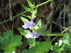 Scutellaria galericulata