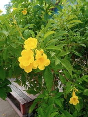 Tecoma stans
