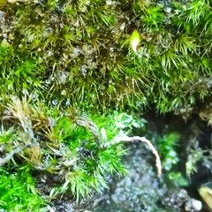 Rhynchostegiella tenella