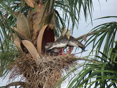 Theristicus caudatus