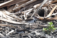Charadrius tricollaris