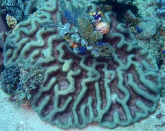 Lobophyllia