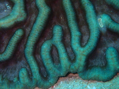 Lobophyllia