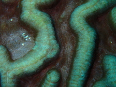 Lobophyllia