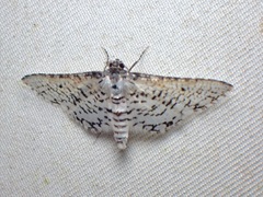Epaena