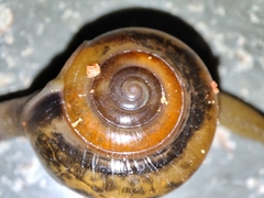 Macrochlamys