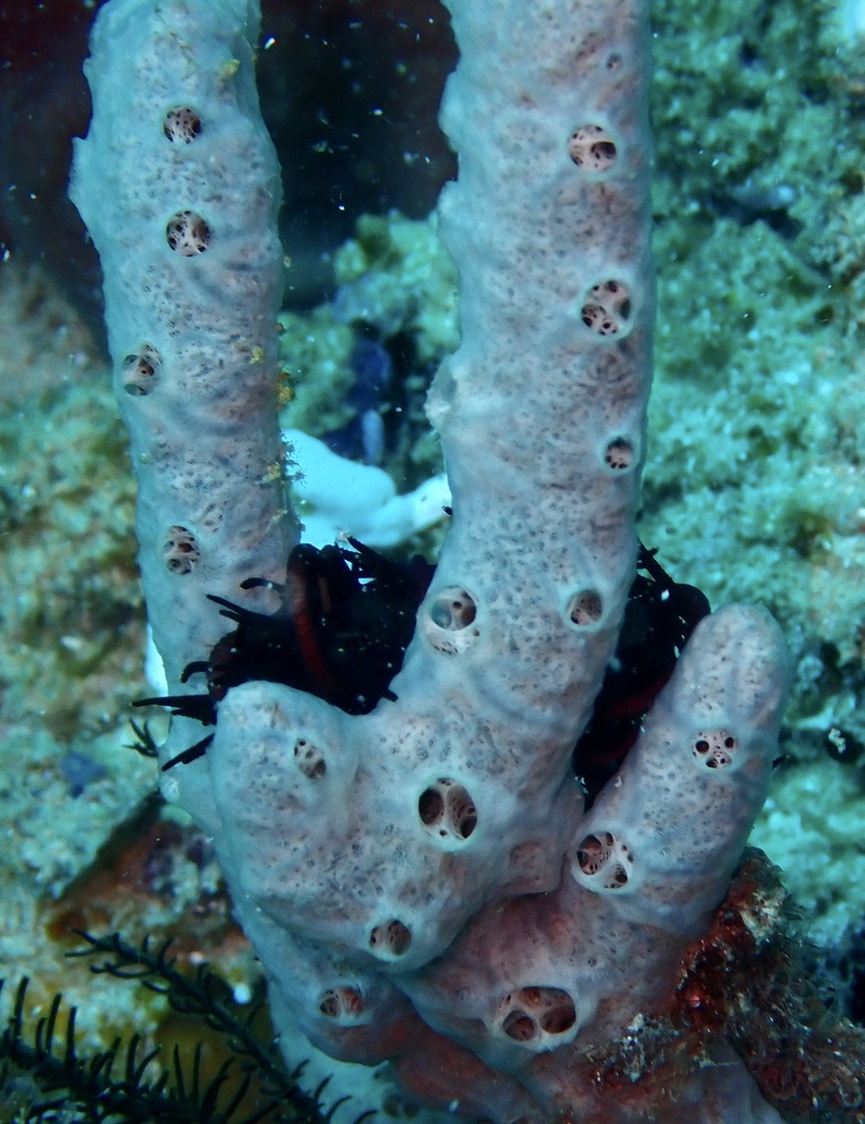 Clathria reinwardti