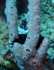 Porifera