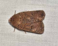 Proteuxoa hypochalchis