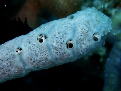 Porifera