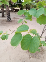 Bauhinia