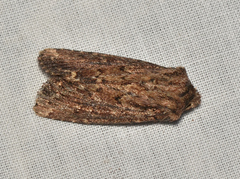 Dasygaster ligniplena