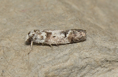 Lichenaula onychotypa