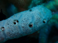 Porifera