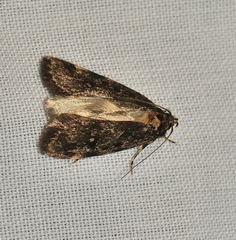 Barea atmophora