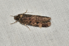 Barea atmophora
