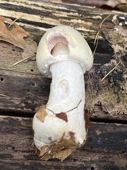 Agaricus sylvicola