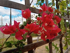 Bougainvillea