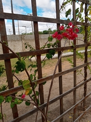 Bougainvillea
