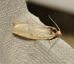 Merophyas siniodes