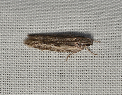 Ardozyga amblopis