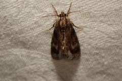 Zalissa catocalina